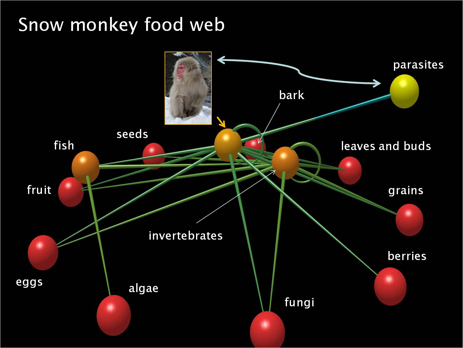 What is the spider monkey's food chain?